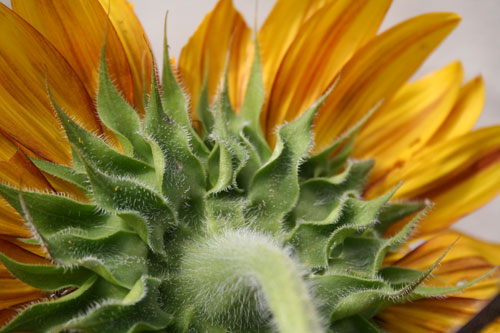 Rear view of a colorful sunflower
