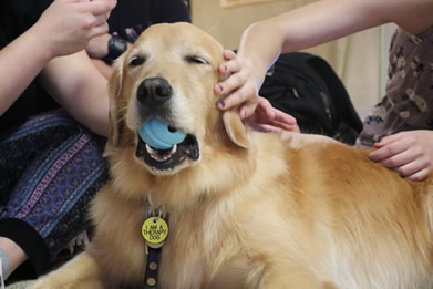 Therapy Dogs at West Chester University