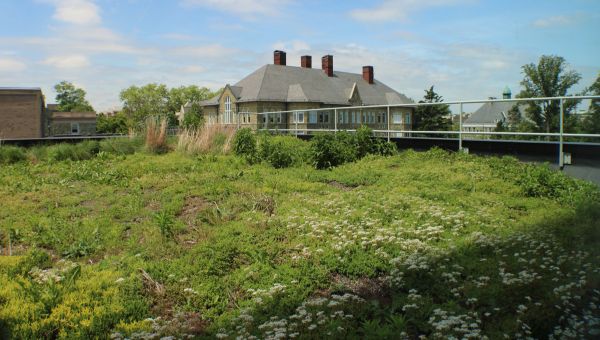 greenroof