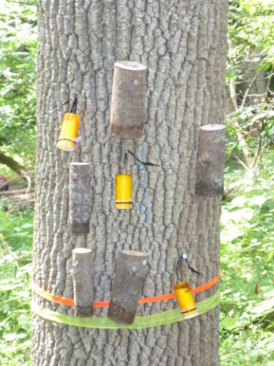 EAB parasitioids (inside sections of stem and in plastic 'Oobinators') affixed to an American Ash tree in the GNA.