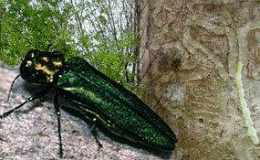 The Emerald Ash Borer and an ash stem with the characteristic 'serpentine galleries' beneath the bark.
