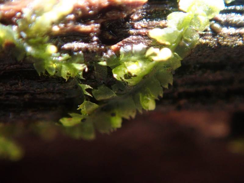 Gordon Natural Area : Bryophytes of the Gordon Natural Area - WCU of PA