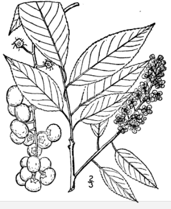 Black and white drawing of Prunus serotina showing the leaves, flowers, and fruits