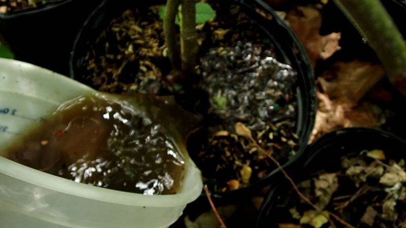 A slurry created from soil from an active Alder Swamp A slurry created from soil from an active Alder Swamp
