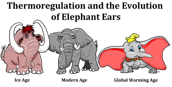Thermoregulation and the Evolution of Elephant Ears