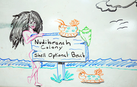 Nudibranch colony Shell optional Beach