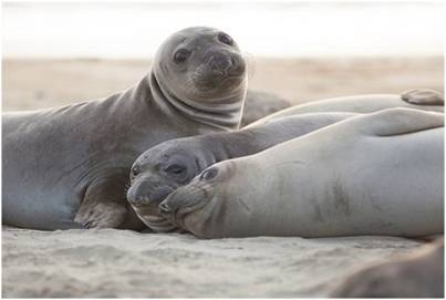 Northern elephant seals (Mirounga angustirostris)